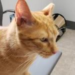 Animal Dental Clinic Of Pittsburgh, Llc Cosmetic Dentist in Cranberry Township