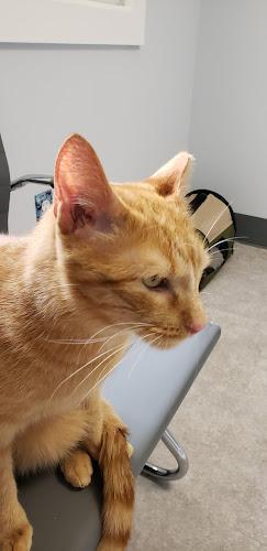 Negocio Animal Dental Clinic Of Pittsburgh, Llc